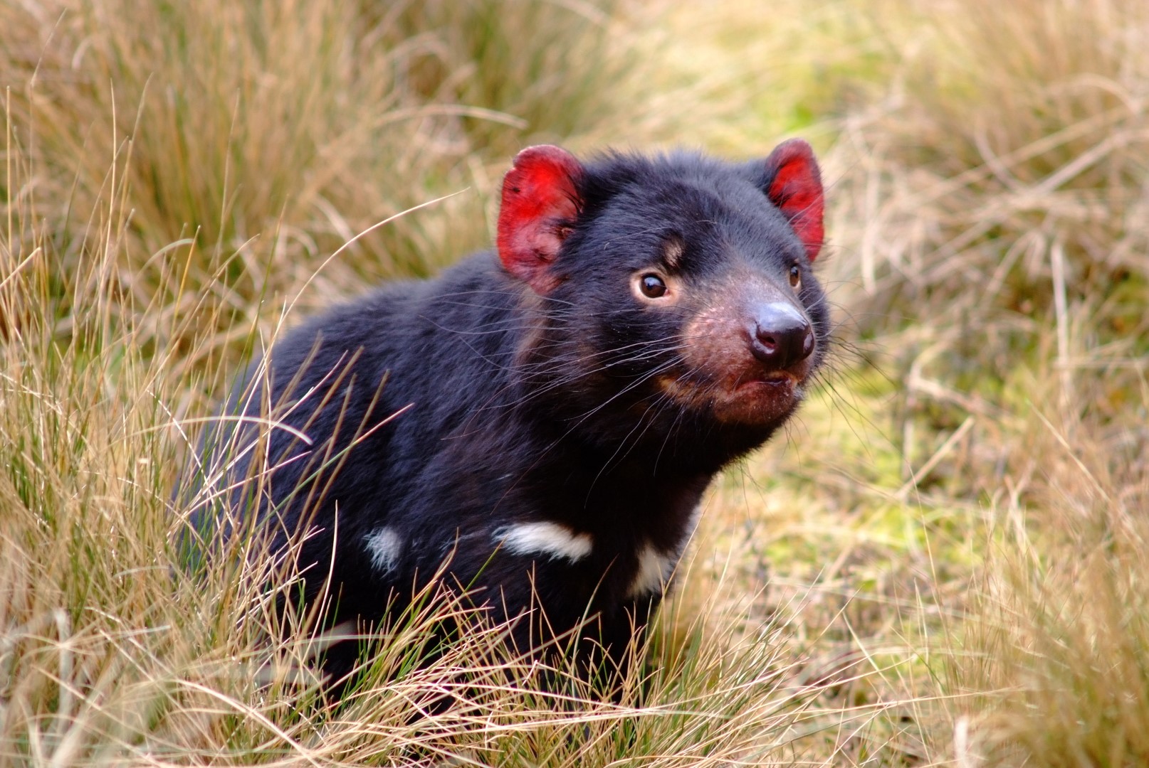 Der Tasmanische Teufel. Photo Credit: Tourism Tasmania & Masaaki Aihara