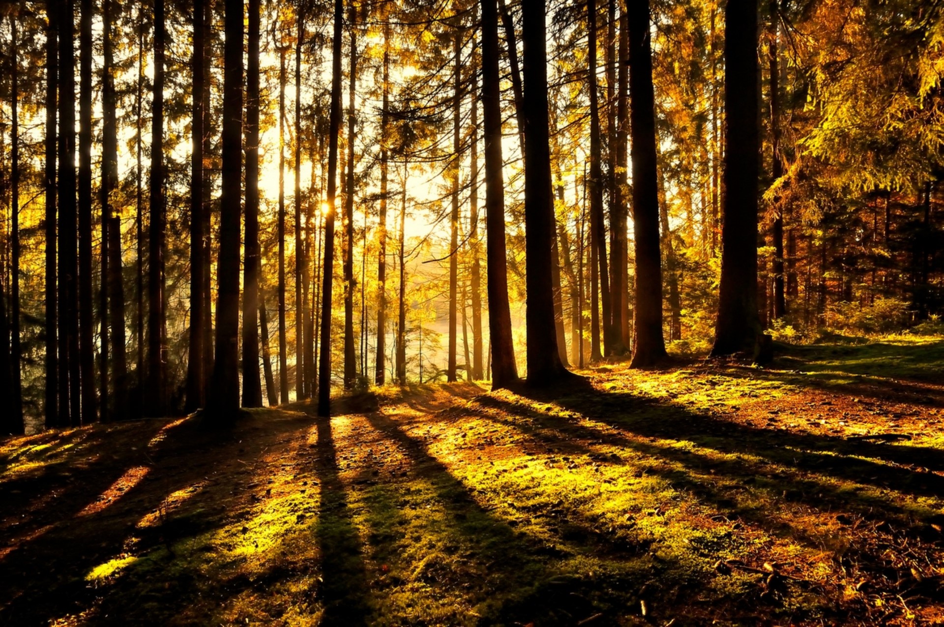 Wandern durch die herbstlich verfärbten Wälder oder hinauf auf die charakteristischen Zeugenberge. Photo Credit: Tourismusverband Ostbayern | H. Fabian