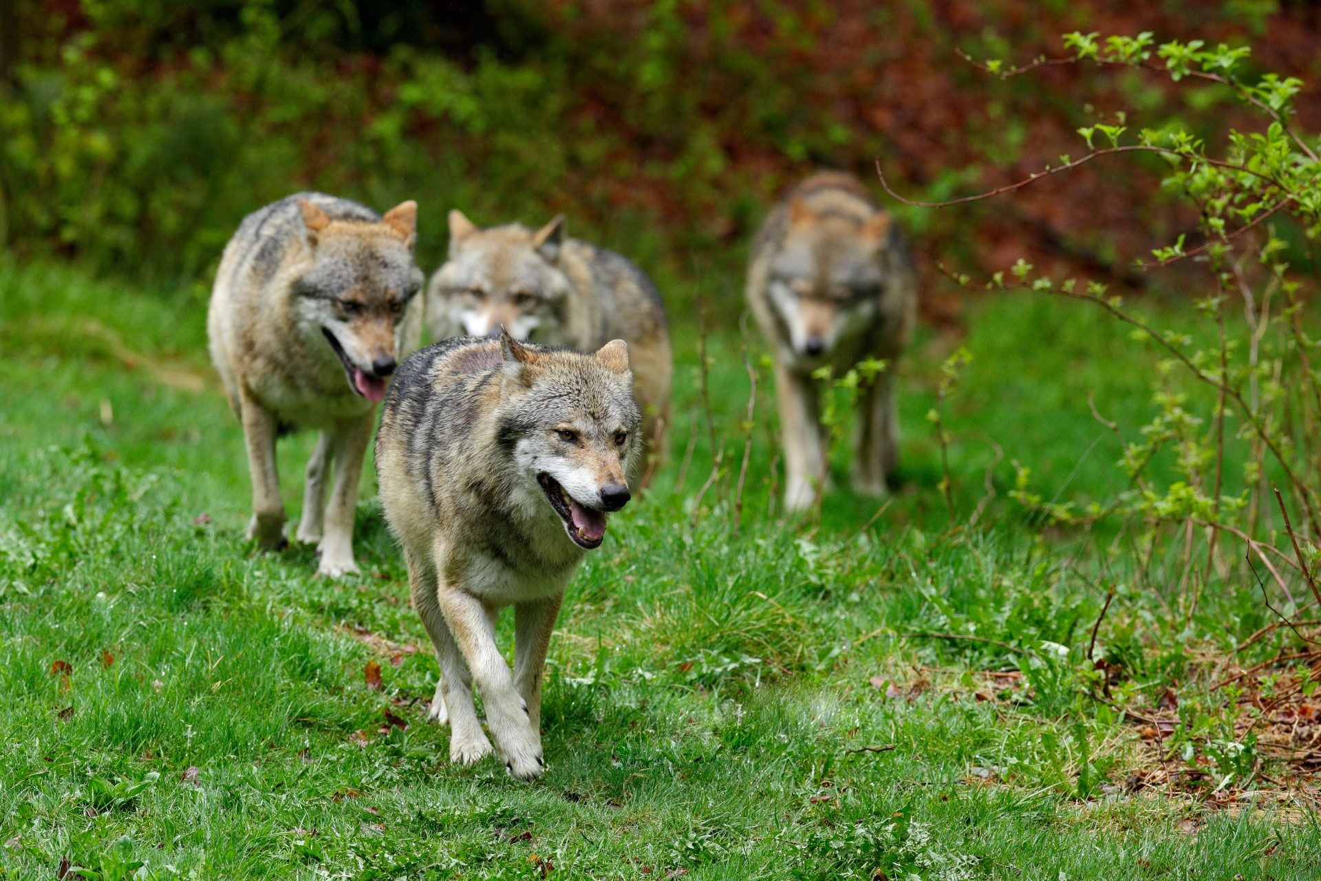Ein Wolfsrudel auf Streifzug. Photo Credit: kurz-mal-weg.de