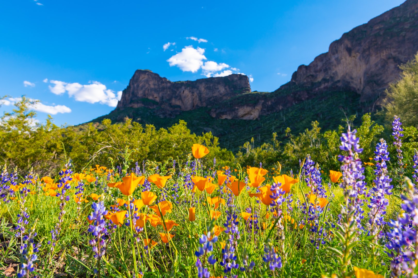 Wildblumen im Picacho Peak State Park. Photo Credit An Pham