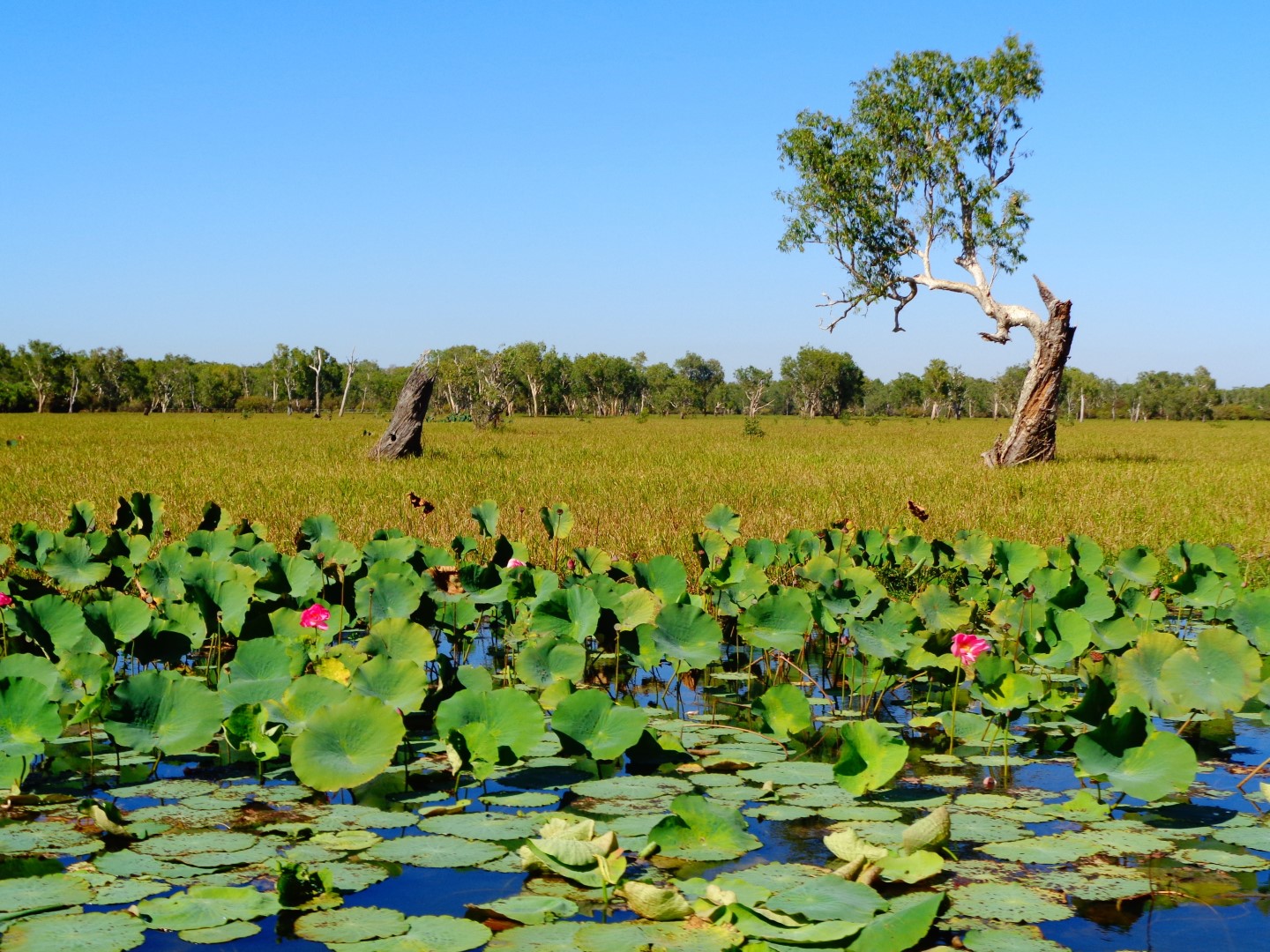 Wasserlilien in einem Billabong im Kakadu National Park. Foto: Shutterstock | Julien Destres