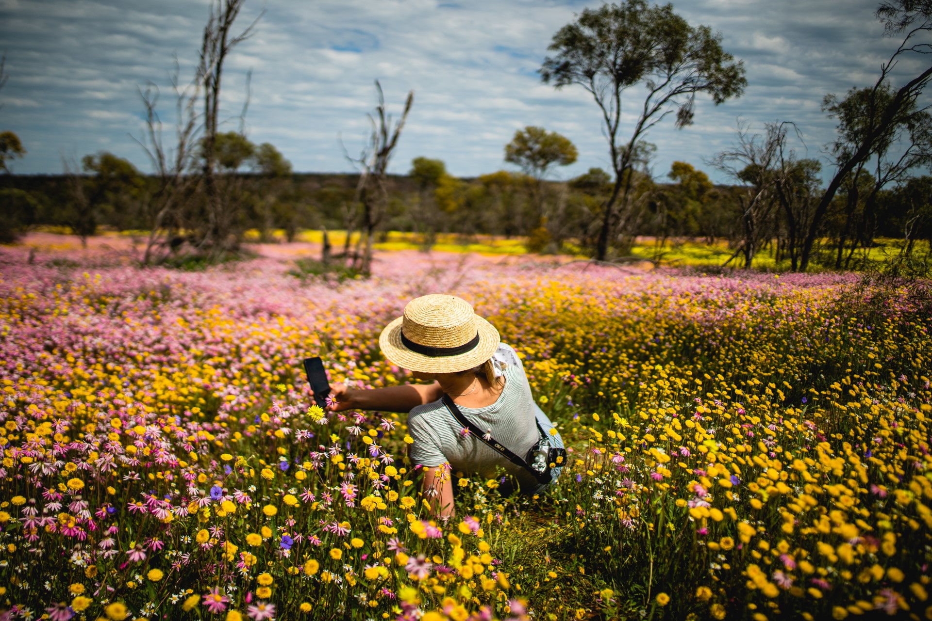 Wildblumen. Foto: Tourism Western Australia