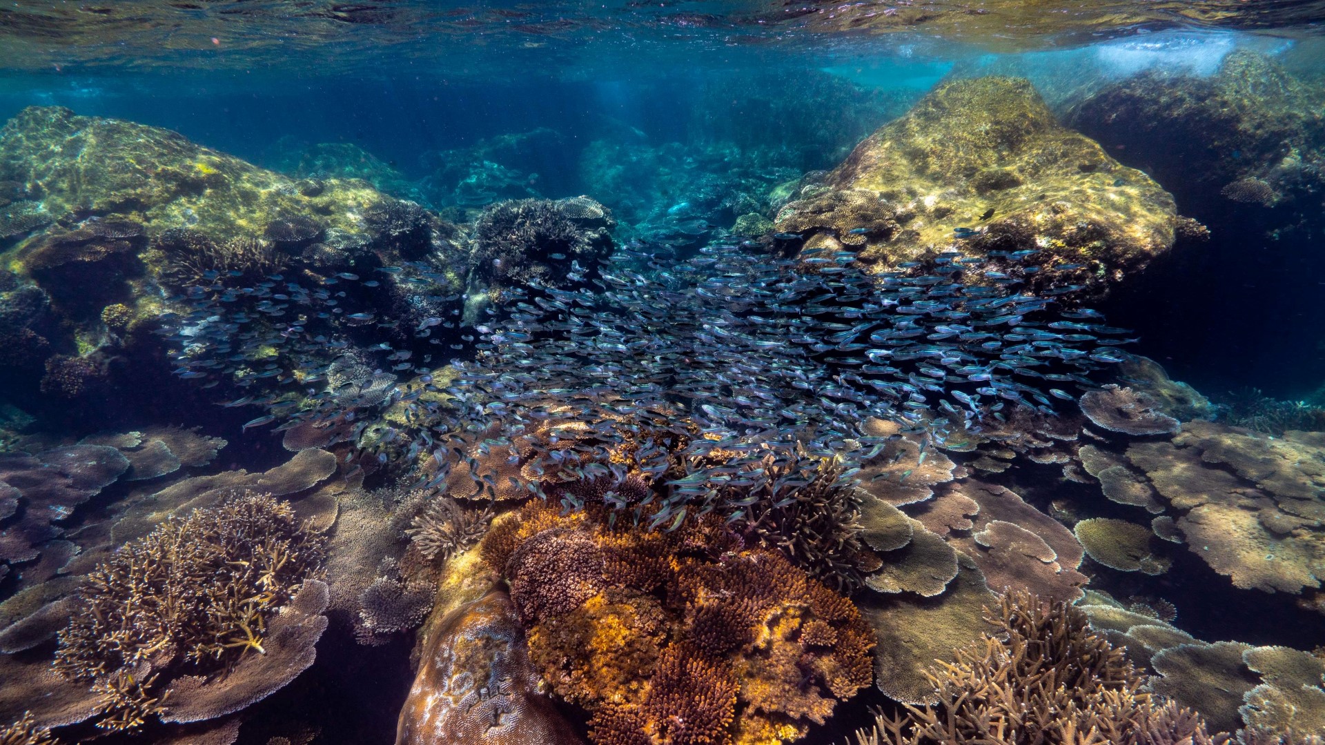 Die Korallen um Great Keppel Island beweisen eine besondere Resilienzfähigkeit. Foto: tjr.photos