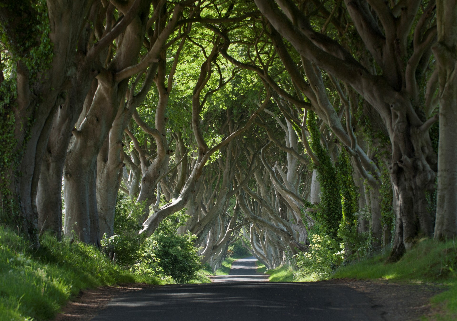 Die durch Game of Thrones berühmt gewordene Dark-Hedges-Allee. Foto: Tourism Ireland