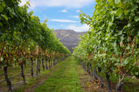 Waitaki: Neuseelands geheimste Weinregion