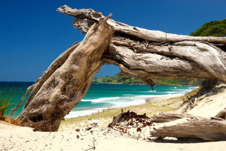 Pakiri Beach: Top-Kandidat für Neuseelands schönsten Strand