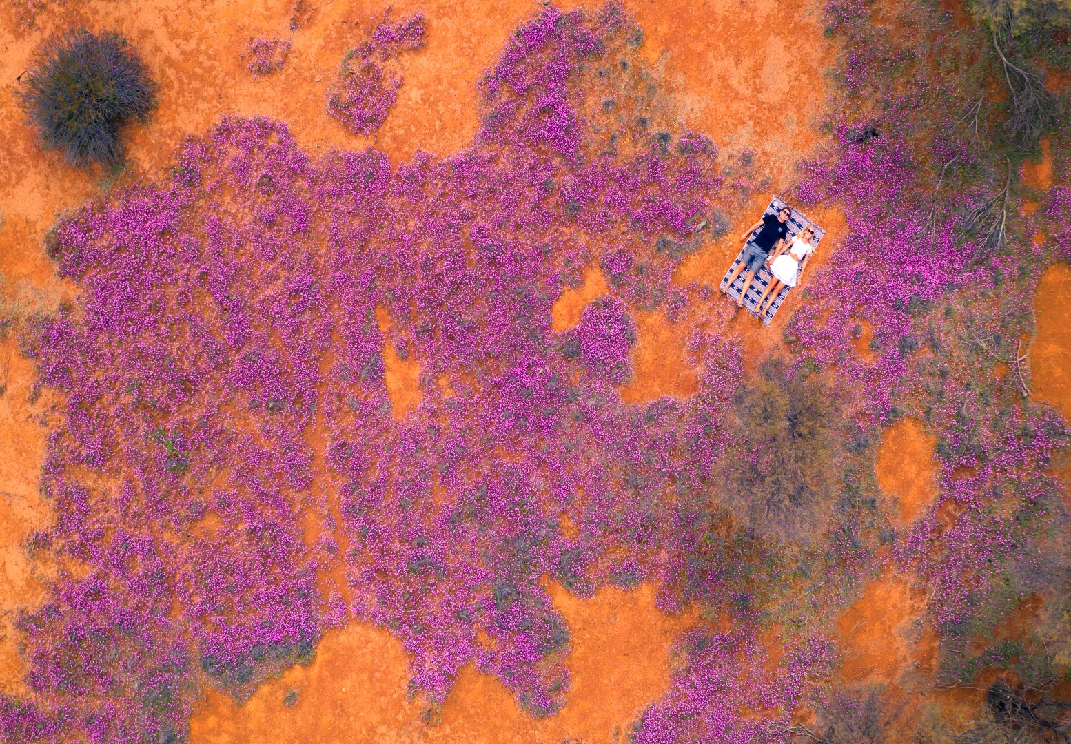 Western Australia: Wildblumensaison der Superlative
