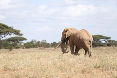 Kenia: Erste Wildtierzählung und kreative Schutzmaßnahmen