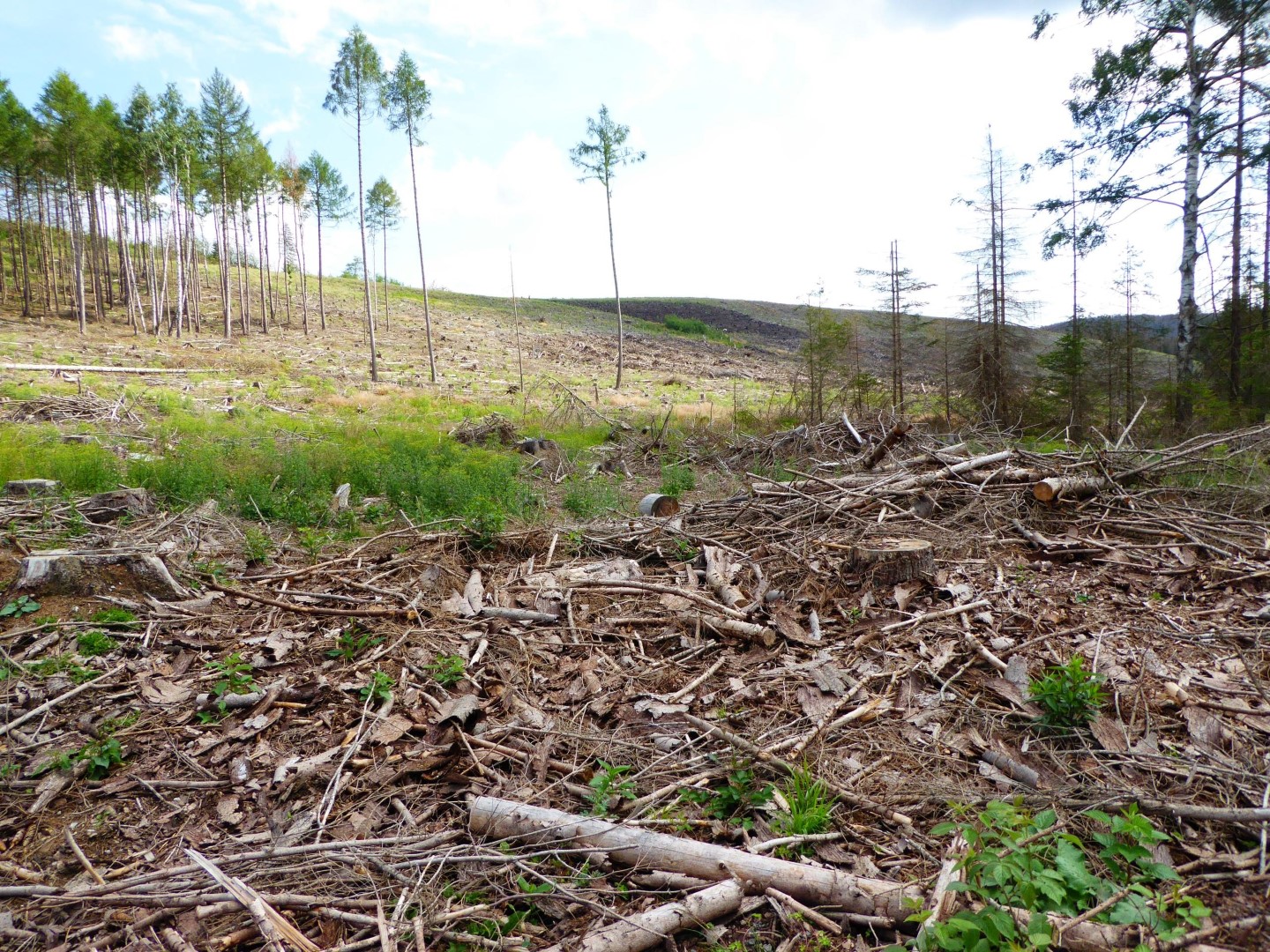 Harz: Projekt Waldspende mit Crowdfunding zur Wiederaufforstung 