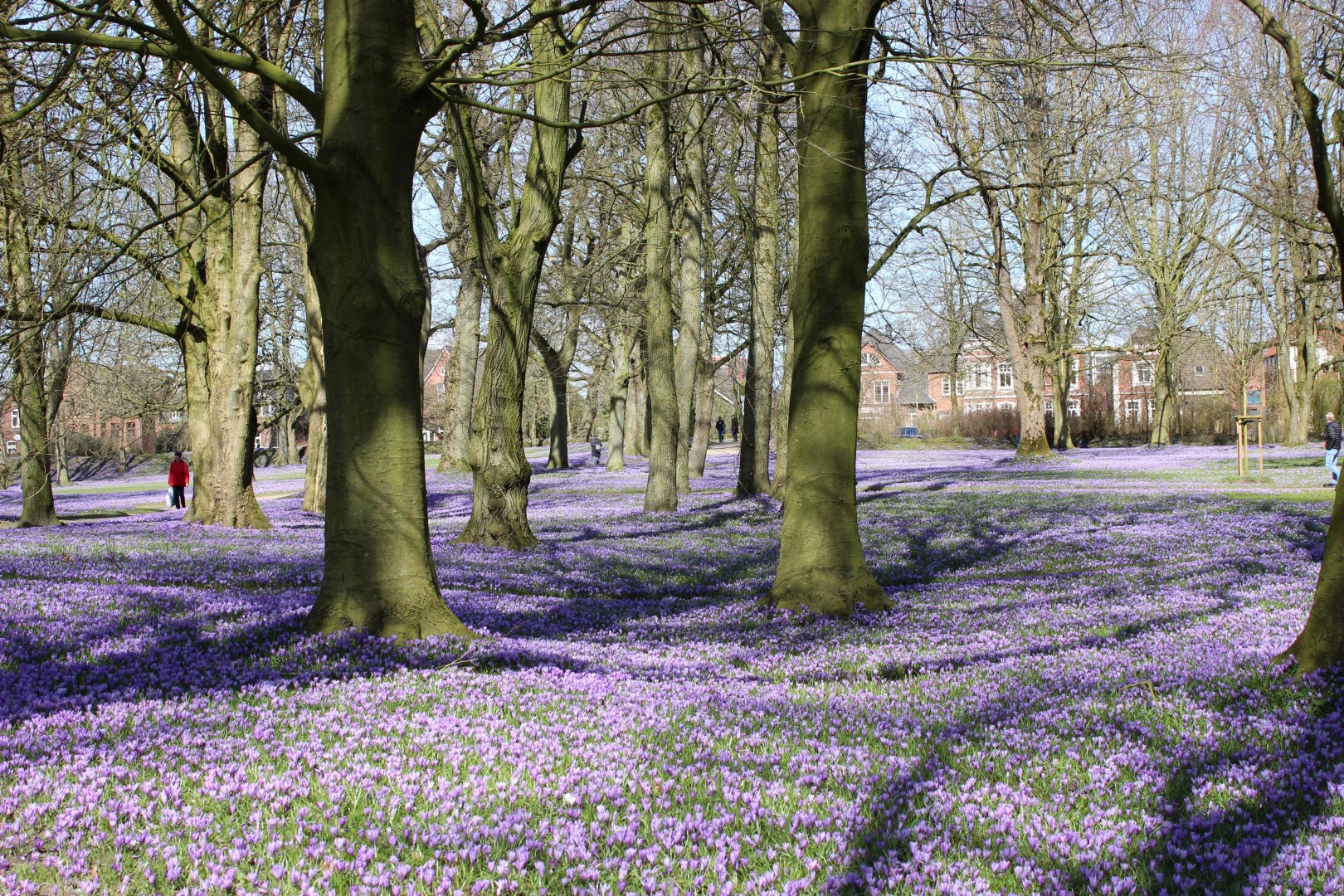 Husumer Krokusblüte: Lila Frühlingsmeer an der Nordseeküste