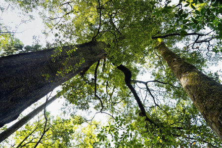 Wald der Hoffnung: Bäume pflanzen für einen positiven Start in das Jahr 2021 