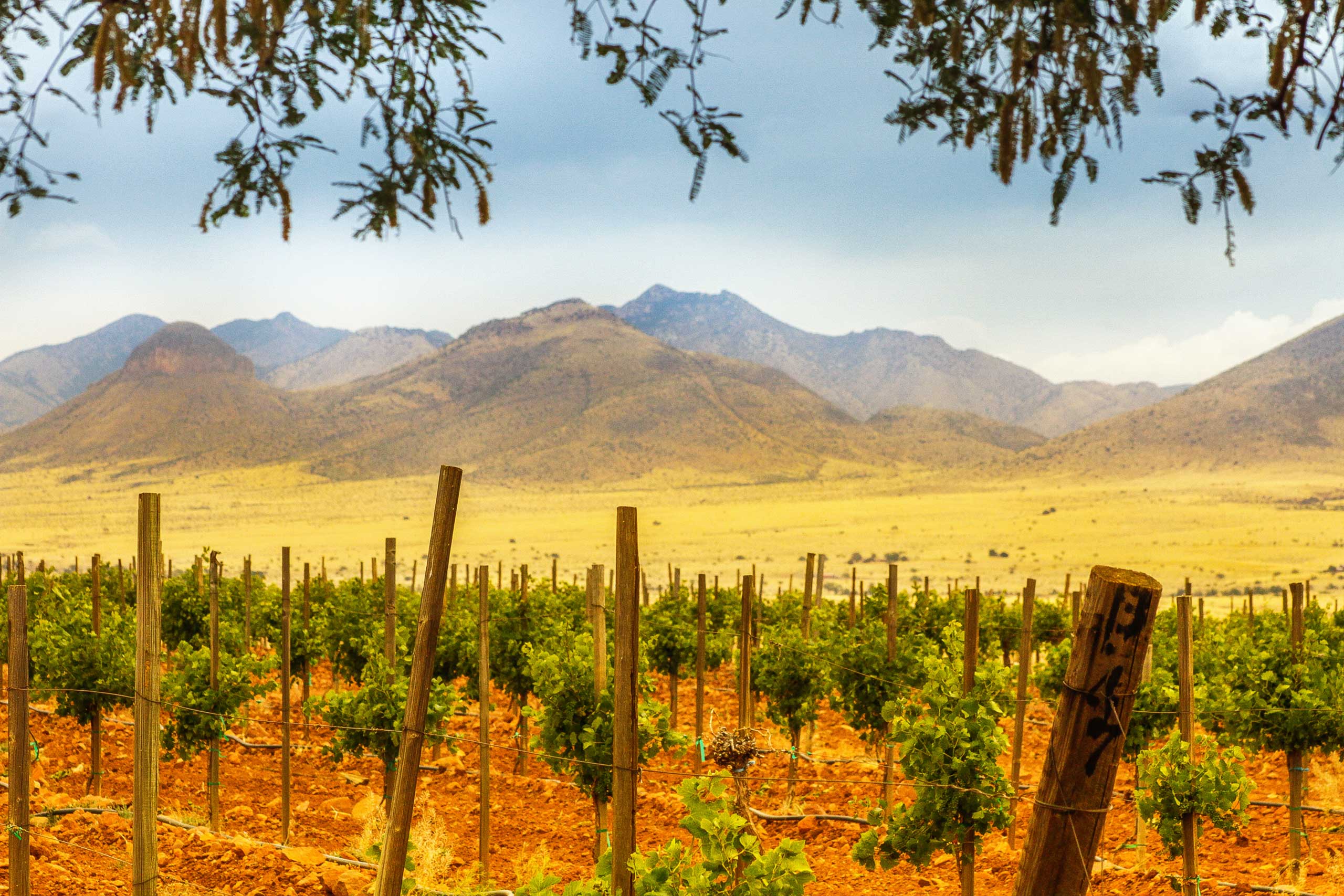 Wine Trails, Wein-Festivals und unvergleichliche Geschmackserlebnisse: Die Winzerszene in Arizona