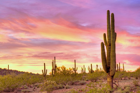 Sonora Desert: Kakteen und weitere Pflanzen mit besonderer Wirkung