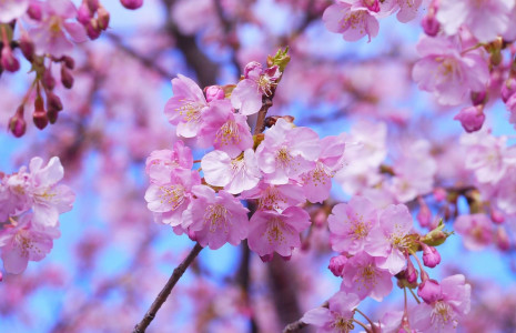 Ein Land im Blütenrausch – Japans Kirschblüten an Orten abseits der Touristenströme erleben