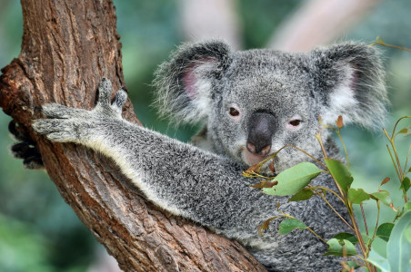 Leben nur noch wenige Zehntausend Koalas in Australien?