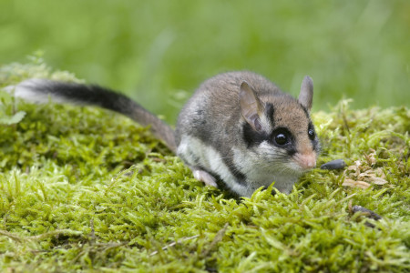 Gartenschläfer: Tierische Geheimnisse gelüftet?