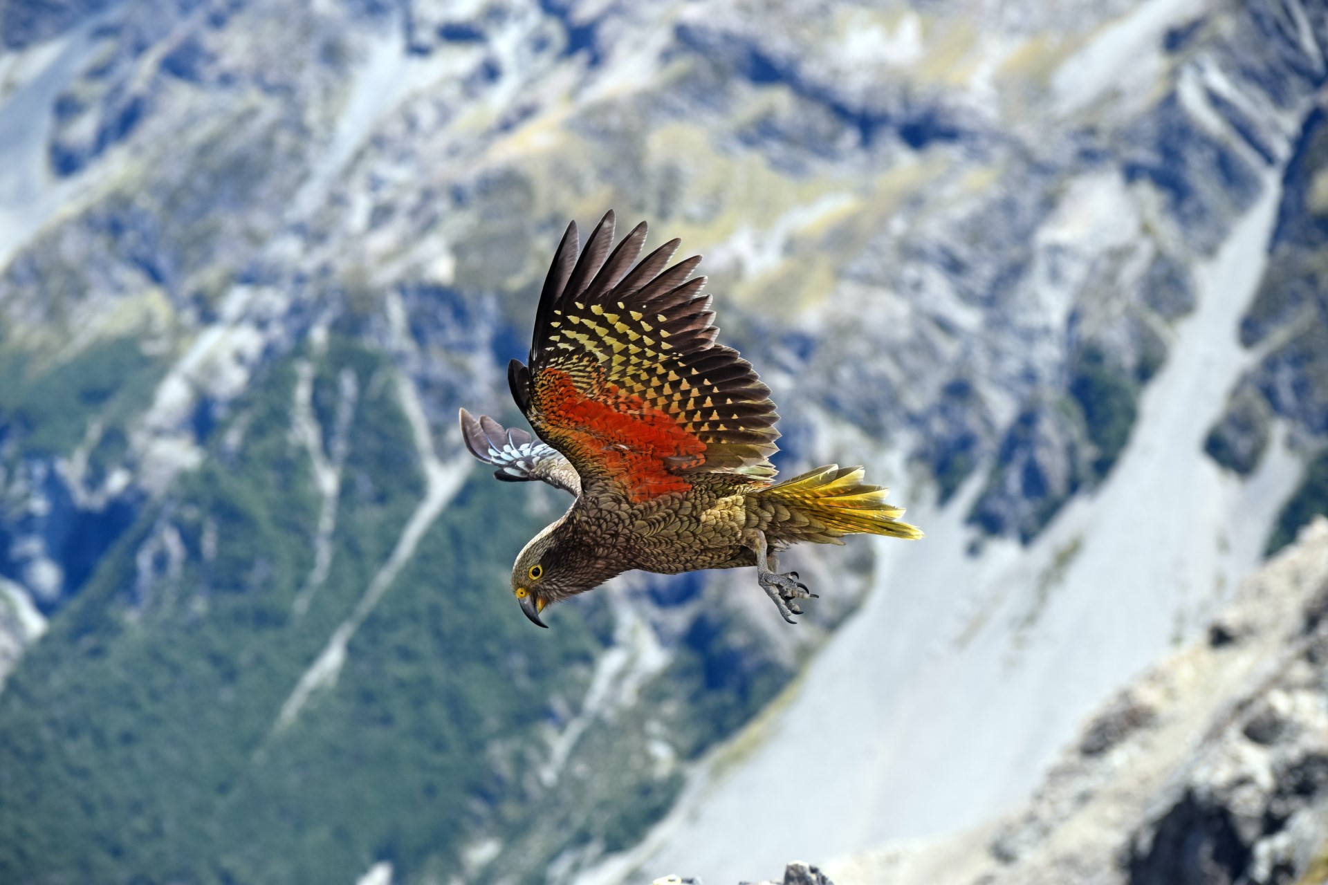 Neuseeland: Kea-Papagei stiehlt GoPro und filmt seine Flucht