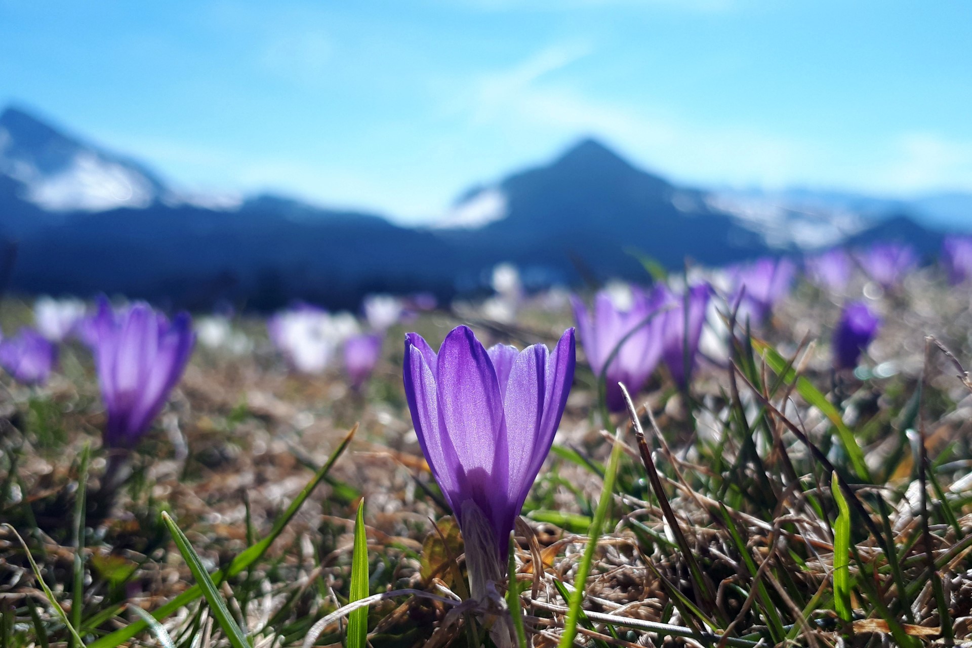 Chiemsee-Alpenland: Blütenmeer und Blumenberg