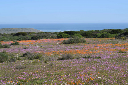 Südafrika: Längster Strand-Wanderweg an der West Coast eröffnet
